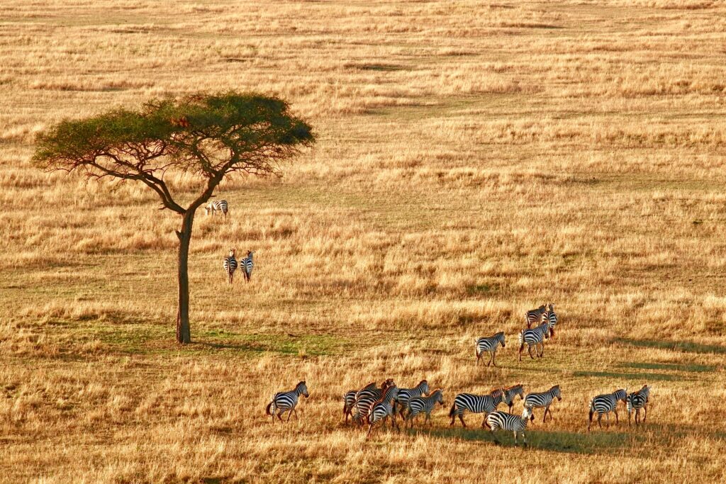 Partir en décembre au soleil en Tanzanie - Serengeti National Park, Arusha, 